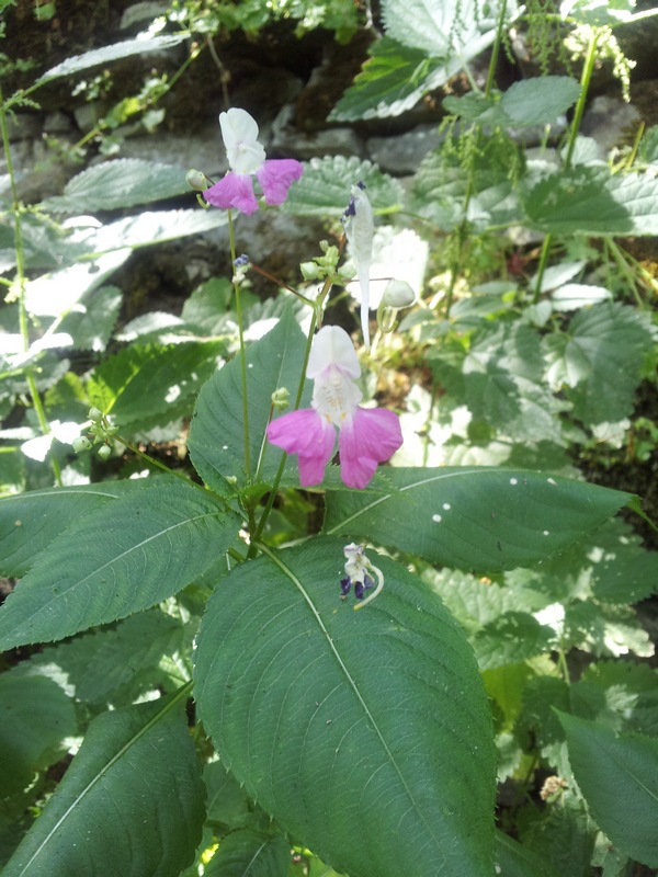 Impatiens balfourii